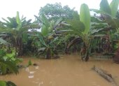 Pérdida. El desbordamiento del río Bataboro en Pastaza afectó a las plantaciones de plátano de la comunidad.