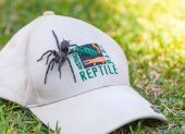 Una araña venenosa de tamaño inusualmente grande, de casi 8 centímetros, fue hallada por unos vecinos en la costa sureste de Australia y fue donada a un parque de animales donde la usarán para fabricar antídotos de veneno.