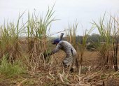 Un campesino trabaja en la cosecha de caña de azúcar, en una fotografía de archivo.