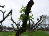 Rebrote. Árboles de la Ferroviaria tienen nuevos rebrotes tras endoterapia.