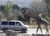 La jirafa Benito (i) se integra hoy a su nueva manada en el zoológico Africam Safari, en el estado de Puebla (México).