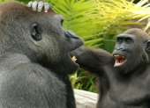 Dos gorilas jugando.