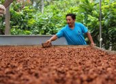 Finca. Una persona vigila el secado de la pepa de cacao.
