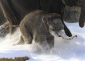 Una cría de elefante corretea en la nieve en una imagen de archivo.