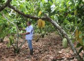 Agro. Uno de los trabajadores de la finca El Samán, en Mata de Cacao.