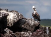 Muestra. Un piquero de pelícano se pasea en la isla Isabela.