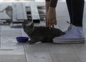 Archivo. Un gato es hidratado con agua por su dueña