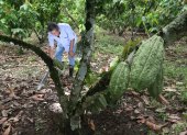 Hacienda. Uno de los cultivos de cacao que hay en la provincia de Los Ríos.