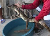 Este fue el caimán que fue hallada en la quinta etapa de la ciudadela El Recreo, en Durán.