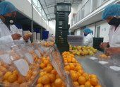 En Golden Sweet Spirit, trabajadores seleccionan la uvilla de exportación.
