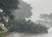 Clima. Un árbol cedió por la fuerza del agua y quedó postrado sobre la calzada en la vía a la costa.