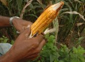 Finca. Un trabajador en la labor de la cosecha de maíz.