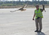 En el aeropuerto de Quito, halcones y águilas alejan a otras especies.