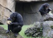 Dos chimpancés se refrescan con unos helados de frutas para mitigar las altas temperaturas . EFE/Kai Försterling