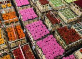 Flores.- Las exportaciones de las rosas por el Día de la Madre.