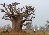 Un hombre pasea por un bosque de baobabs cerca de Rufisque, en Senegal.