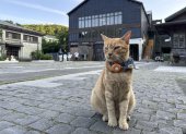 Escondido en las montañas del norte de Taiwán, existe un pueblo que dejó atrás décadas de explotación minera para rendirse al amor por los gatos