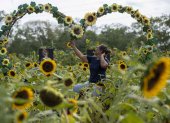 Una mujer se toma una foto en un campo de girasoles, este sábado, en Catarina municipio de Masaya (Nicaragua).