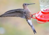 Comparado con un comedero típico, el tamaño de un colibrí gigante es aún más asombroso.