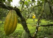 El precio del cacao se ha elevado en los últimos meses.