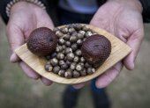 Fruto. La cosecha silvestre y procesamiento del asaí, un fruto amazónico considerado un ´súper alimento´.