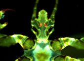 Imagen fluorescente de un piojo del cuerpo humano con infección por Yersinia pestis (naranja/rojo) en las glándulas de Pawlowsky. CRÉDITO David M. Bland