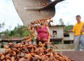 La estabilidad del precio del cacao en el futuro dependerá de lo que ocurra en África. El tema climático afectó a Costa de Marfil y Ghana