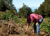 Yolanda Millapichun, de 63 años, trabaja en su huerto, donde cultiva 112 variedades de papas nativas, el 25 de febrero de 2024