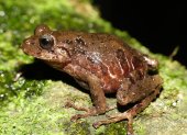 La nueva especie de rana fue bautizada en honor a Norma Ewing, una apasionada conservacionista y voluntaria de rescate de animales de Estados Unido.