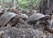 Isla Santa Cruz. Varias tortugas en el Parque Nacional Galápagos.