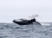 Fotografía de archivo de una ballena jorobada en Puerto López, Manabí.