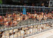 Guayaquil. Así se exponen los pollos en las tiendas especializadas y es lo que cuestiona le Ley de Derecho de Animales no Humanos.