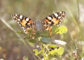 Se documenta por primera vez que un grupo de mariposas ha atravesado volando el océano Atlántico.