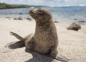 León marino de las Galápagos.