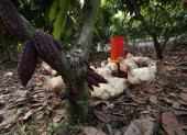 Campo. En el día los pollos pasan libres en el campo, deleitándose bajo la sombra de plantas de cacao.