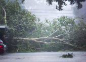Un árbol caído derribado por el viento y la lluvia del huracán Beryl en Houston, Texas.
