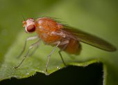 Estas son algunas maneras de desaparecer estos insectos de tu casa
