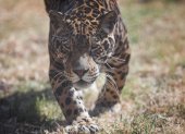 Jaguares, un símbolo de la conservación llevada a cabo en la Amazonía de Ecuador
