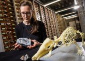 La autora principal del estudio, Elsa Panciroli, de los Museos Nacionales de Escocia, examina dos fósiles de krusatodon kirtlingtonesis.