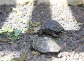 Imágenes referenciales de tortugas bebé de las islas Galápagos.