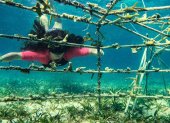 Una de las voluntarias recorre el fondo marino, donde está el vivero de coral.