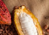 Cacao. La industria del cacao se reunirá en una cumbre para fortalecer conocimientos.
