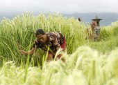 Una mujer balinesa trabaja en un campo de arroz con cáscara en Jatiluwih, Bali, Indonesia, 22 de mayo de 2012.