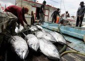 Trabajo. Un grupo de pescadores alistan los atunes capturados para llevarlos a la venta.