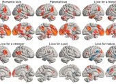 La imagen representa una media estadística de cómo los diferentes tipos de amor "iluminan" distintas regiones del cerebro.