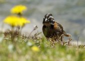 Un pájaro copetón (Zonotrichia capensis) en un humedal artificial en medio de un cultivo de flores, en Nemocón (Colombia). EFE/ Mauricio Dueñas Castañeda