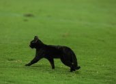 Minuto 74 entró el gato negro para cambiar la historia en Emelec.