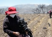 Itulcachi. Trabajadoras de Fresart ayudan a limpiar el terreno devastado por el incendio. Están preocupadas por su sustento.
