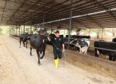 Ganado. Un trabajador camina con una de las vacas de la hacienda Mélida, donde por varios años se ha trabajados para mejorar la genética del ganado.