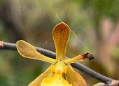 La Encyclia angustiloba es una especie de orquídea autóctona de Guayaquil y está en peligro crítico de exitinción